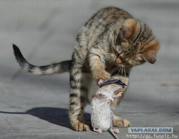 Котовторник на ЯПлакалъ
