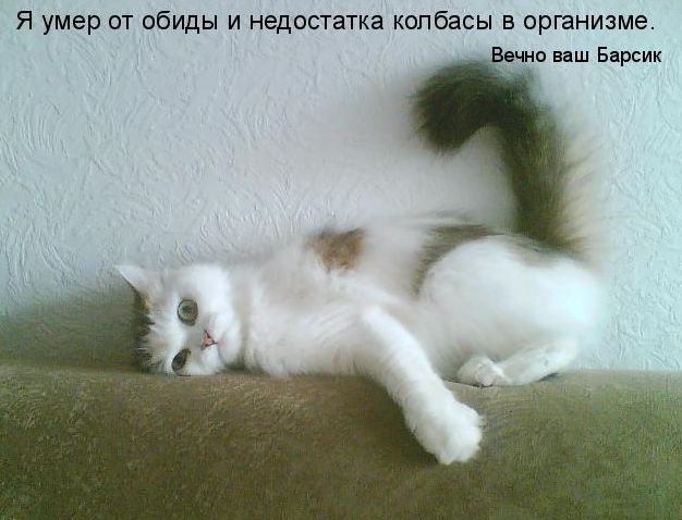 Устами котов