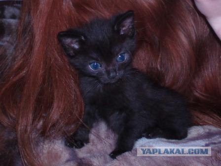 Котовторник - С праздником, котоводы!