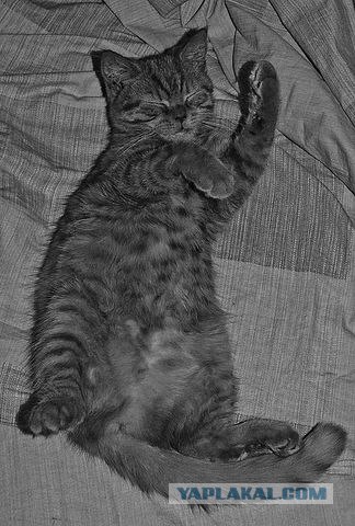 Котовторник стартует