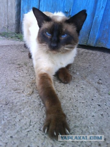Котовторник  12. 06. 2012