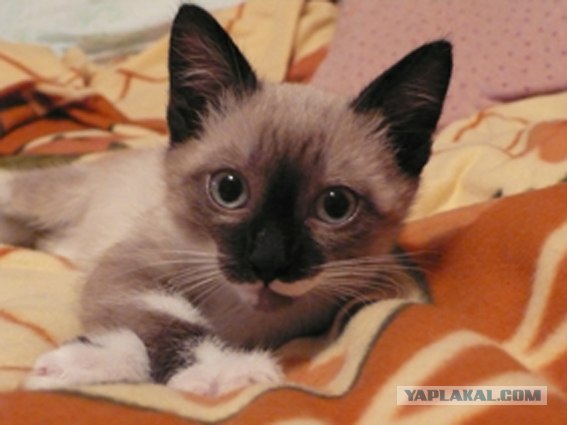 Котовторник на 26.06.12