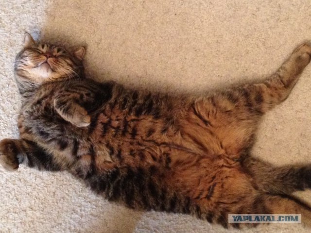 Котовторник 30.10.2012