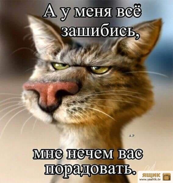Картинки с надписями и коты, много котов