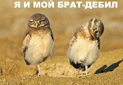 Собака прославилась благодаря таланту портить групповые фотографии