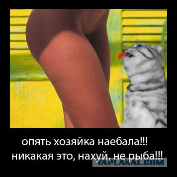 Кормим кота с рук