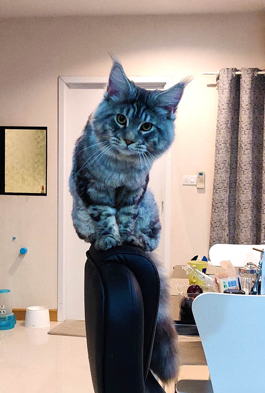 Котовторнику быть
