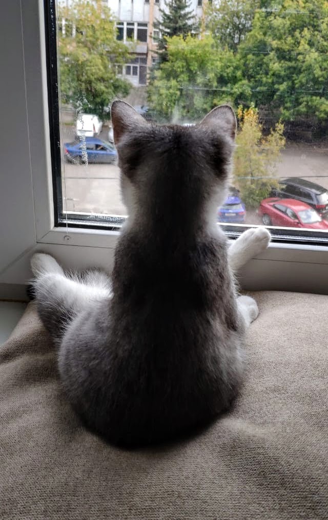 МИРУ - МИР ! Котикам - котовторник !