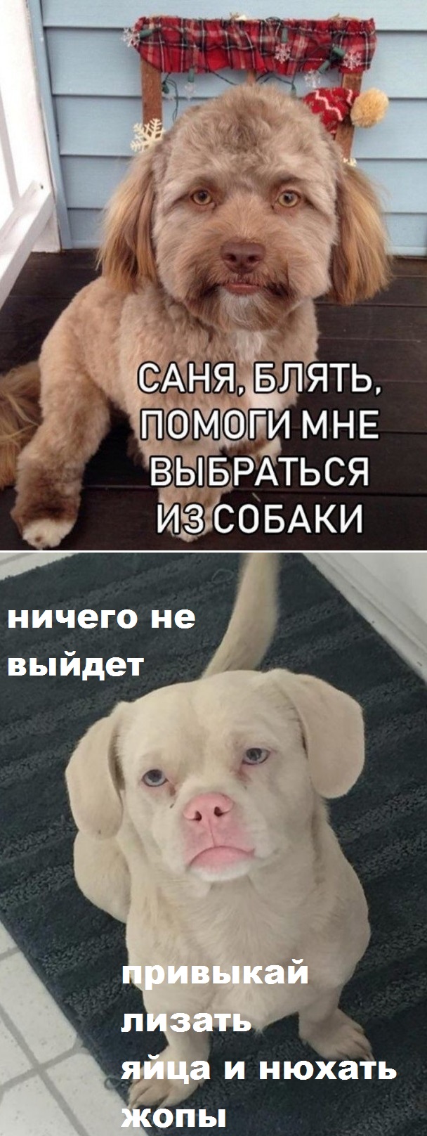 Хочу стать той собачкой