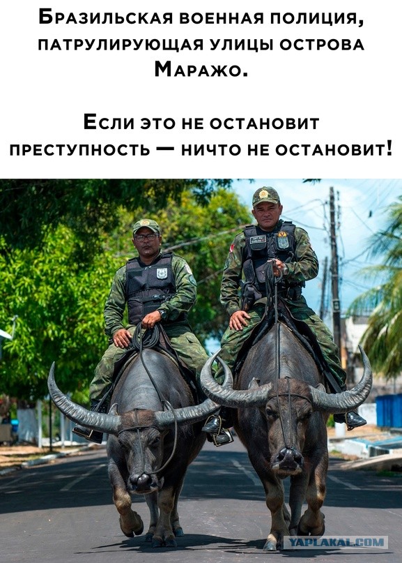 Весёлый полтишок 25.04.23
