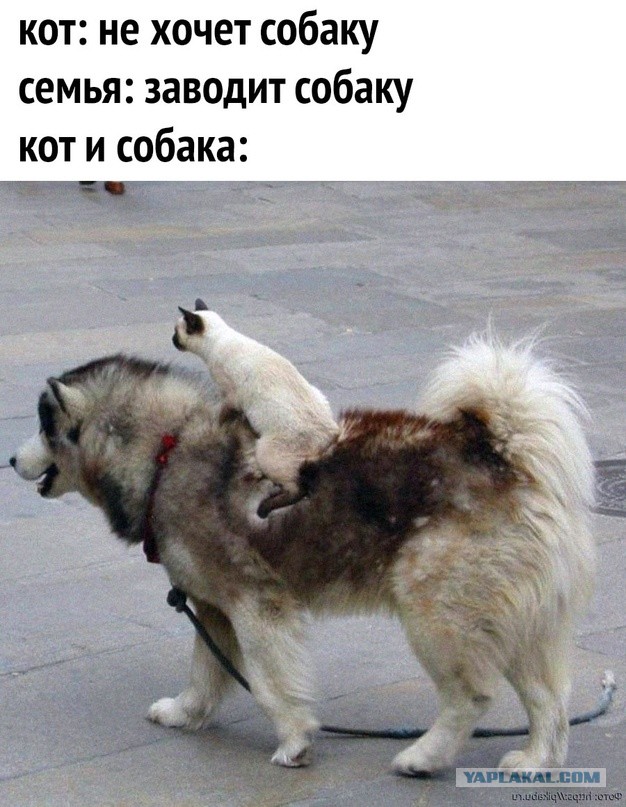 Весёлый полтишок 21.08.23