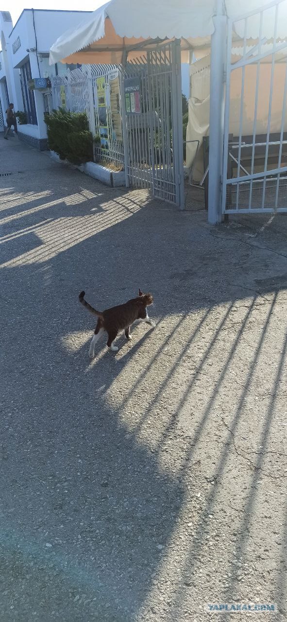 В Симферополе сотрудники МЧС спасли 15 котеек, которые отравились угарным газом на пожаре