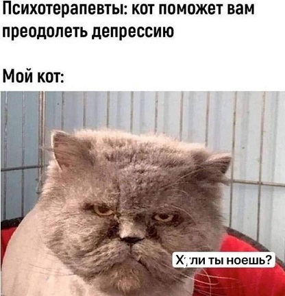 Ребята вы совсем сошли сума, вы во что превратились, в кошатницу?
