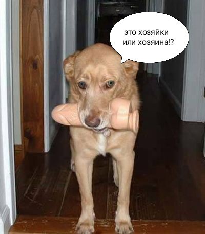 Кот учуял запах кошечки