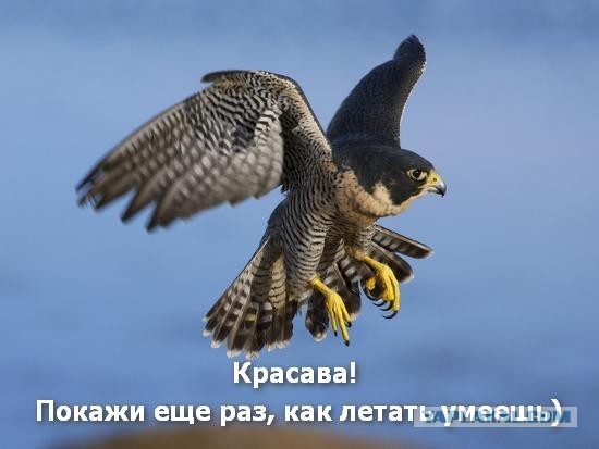 Красавчик
