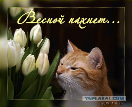 Сейчас вы увидите чудо