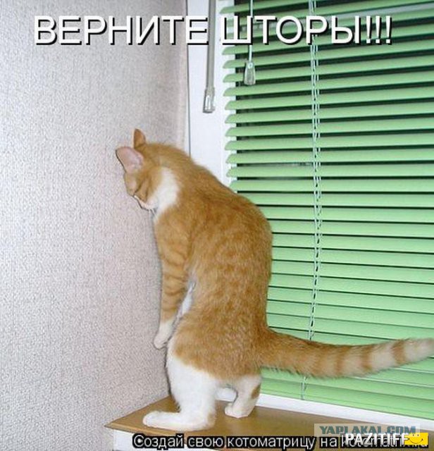 Опять играешь со своим хвостом?