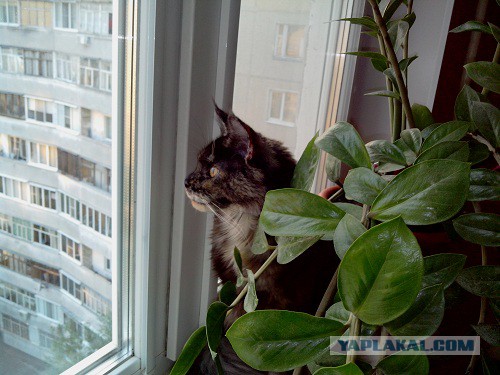 Котовторник 01.07.2014