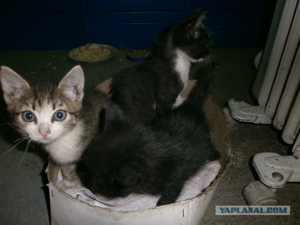 Котовторник 23.09.2014.