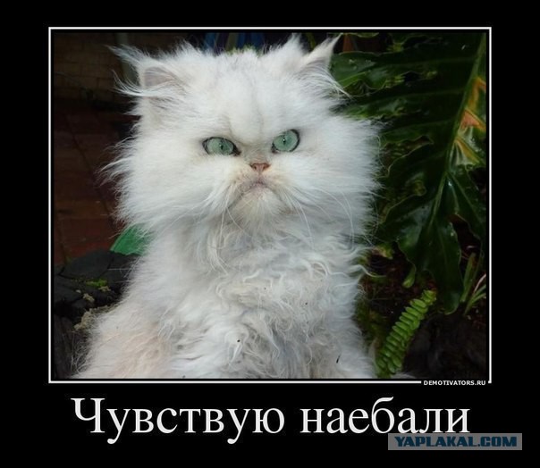 Весёлое из сети