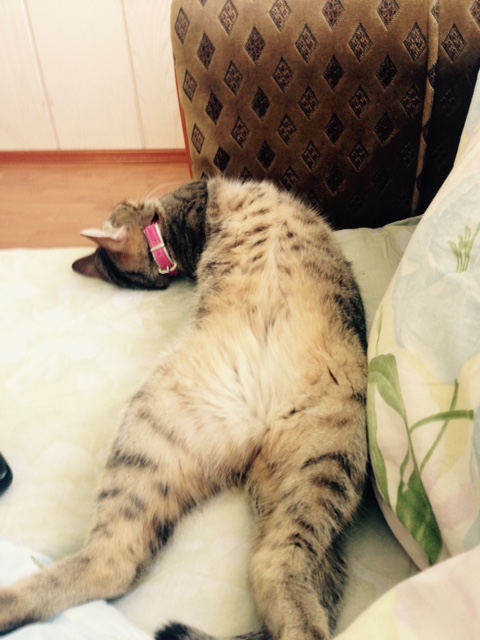 Котовторник