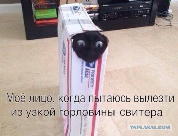 Очередные картинки и высказывания из сети