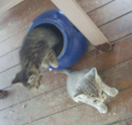 Котовторник