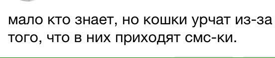 Интересные факты о кошках