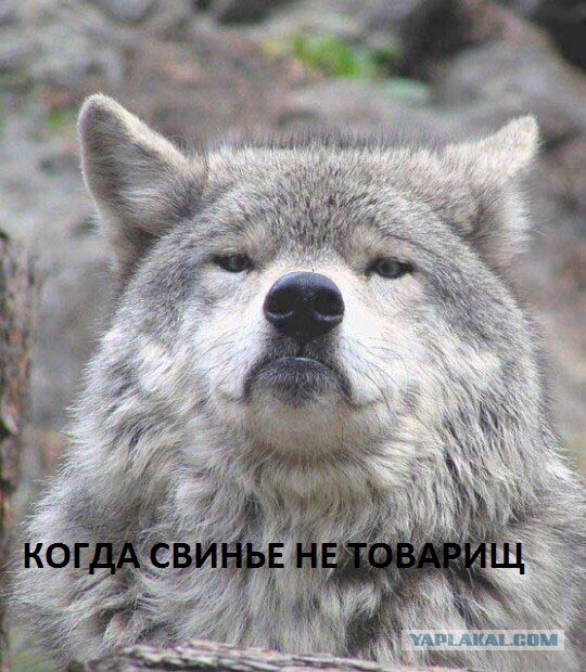 Придет серенький волчок
