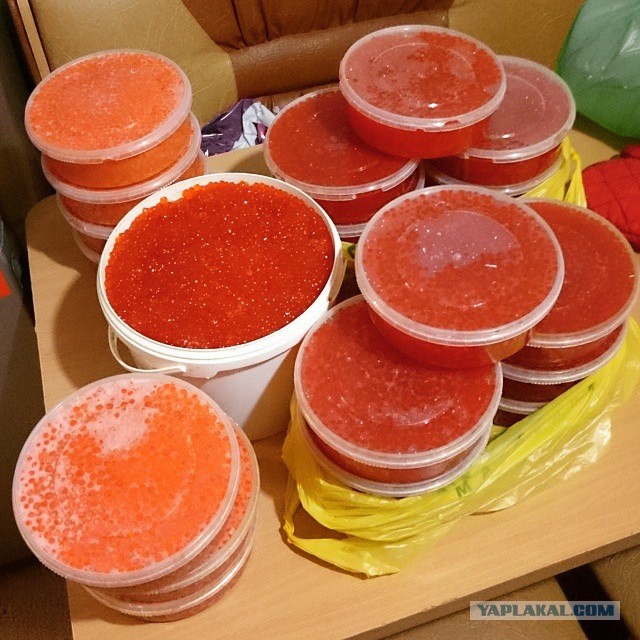 икра в баночке стеклянной. контейнер для икры. красная икра на развес. икра красная горбуши. много икры.