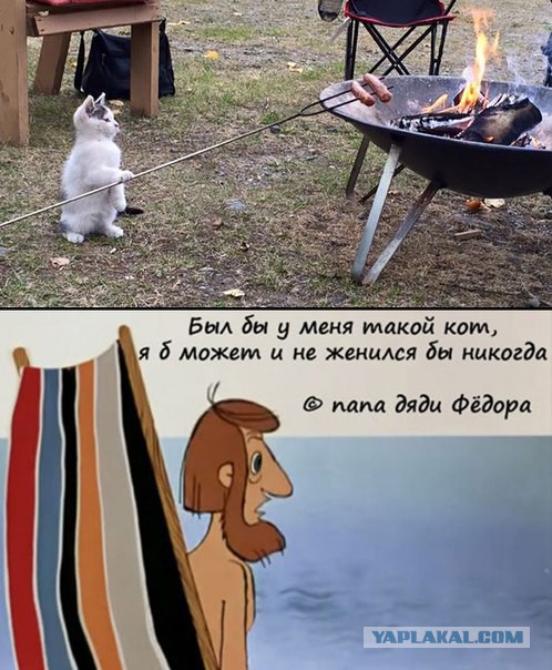 Будни кота