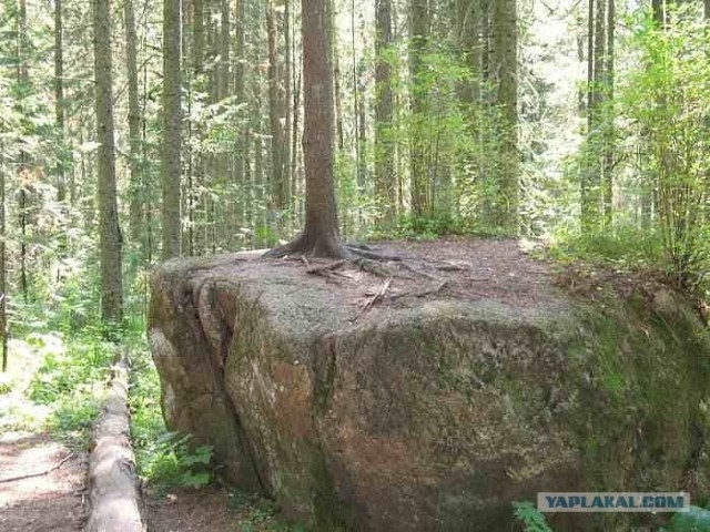 Нашла хорошего мужа.