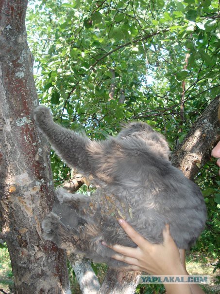 Весна пришла — коты прилетели!