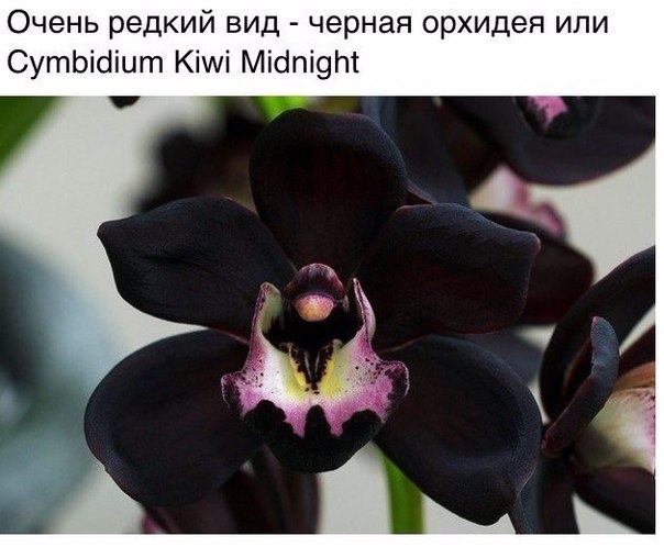 Божьи твари