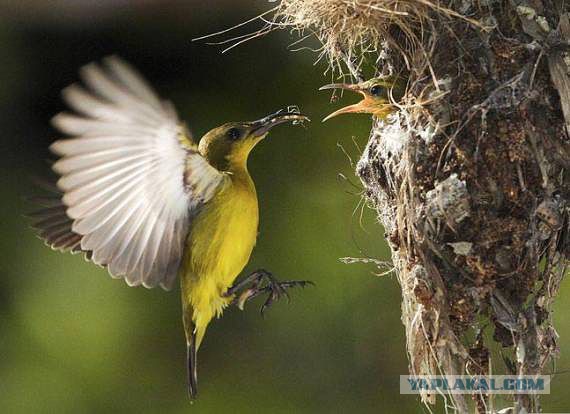 Скоро во всех гнёздах страны!... и не только