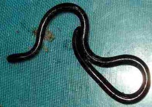 Решили напилить дров, а заодно и отложили кирпичей