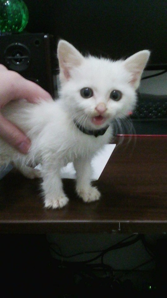Прикольные животные