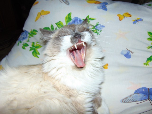 Мой зевающий кот