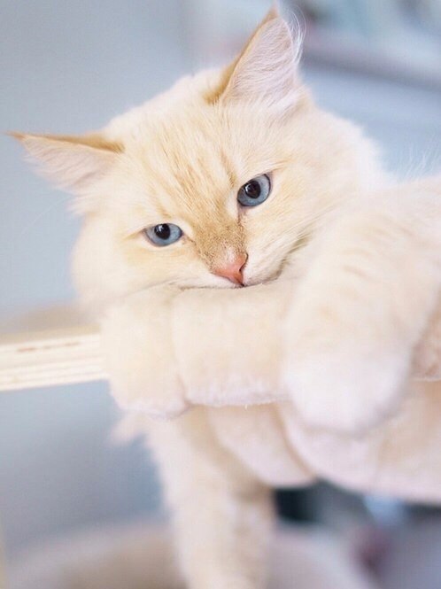 Коты из сети