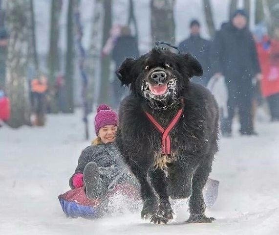 Самые смешные животные