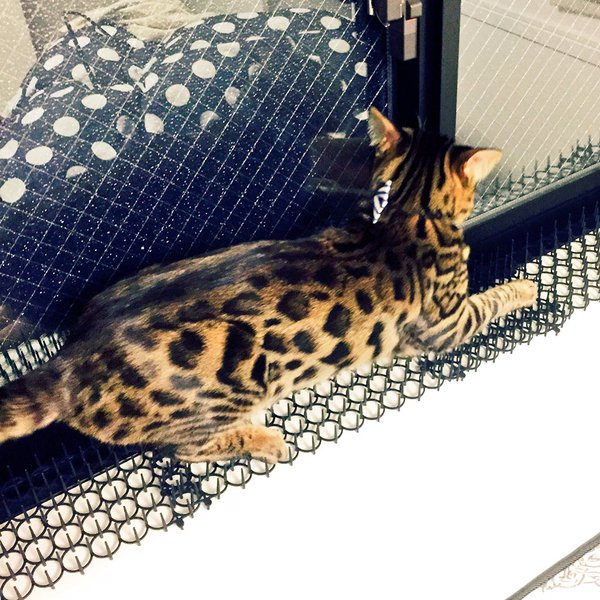 «Коты эволюционируют!» Испуганные японцы теперь не знают, как отпугивать котиков