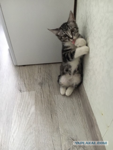 Котовторник  14.02.2017