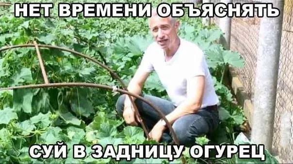 Пошел в лес за грибами. А нашёл... огурцы!