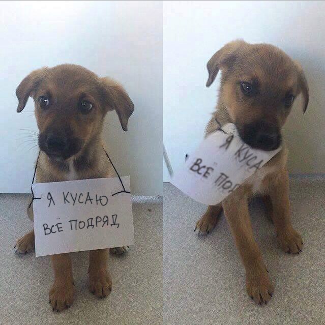 Живность из сети