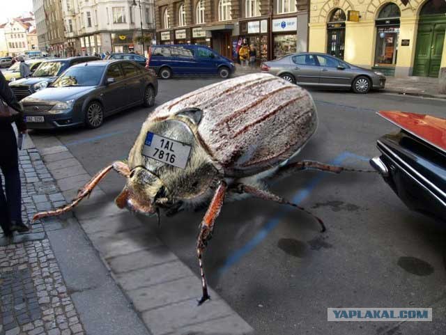 Жуки