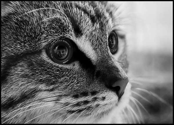 Коты на вторник на ЯПлакалъ (07.10.2008)