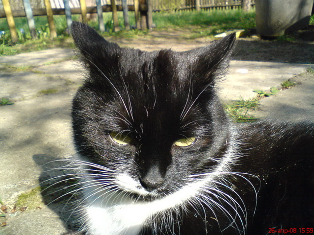 Котовторник 20.03.2012
