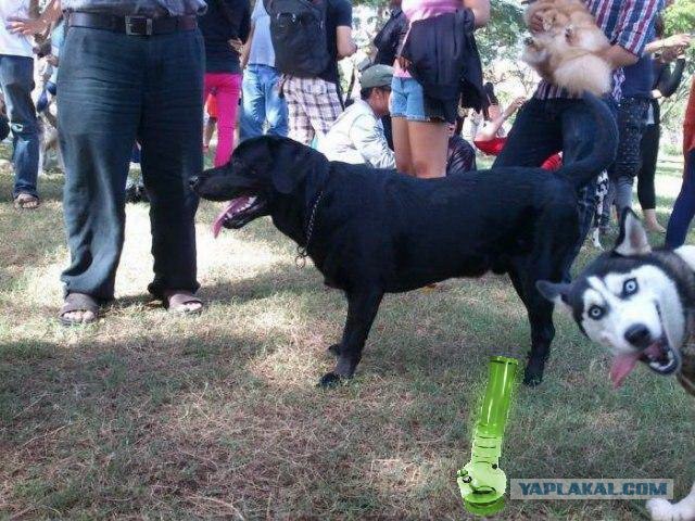 Однажды на выставке собак