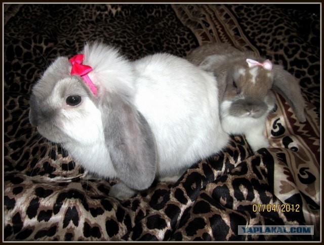 Кролик хотел чихнуть