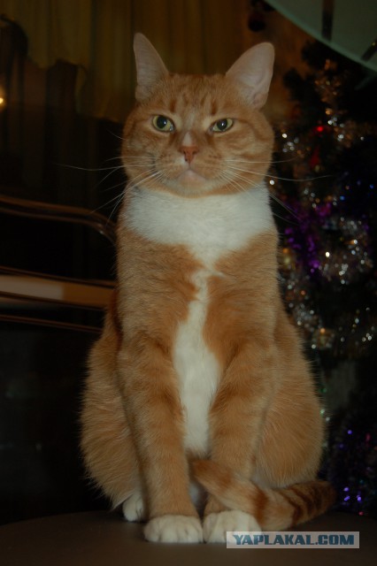 С Днём кошки!